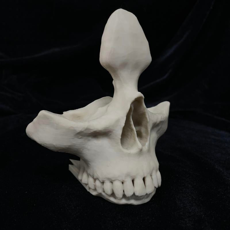 Stylish Skull Eyeglass Holder - Unique 3D Printed Display Stand for Reading Glasses